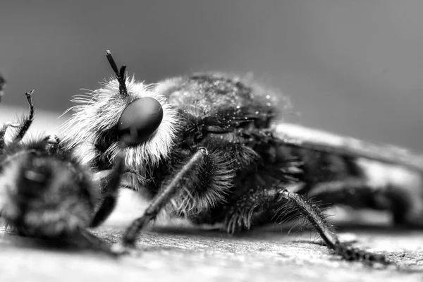 Yellow Murder Fly Yellow Robber Fly Black White Image Bumblebee — Foto Stock