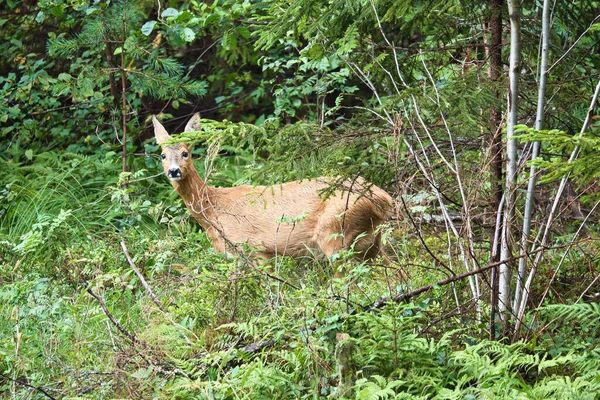 Deer Clearing Front Forest Looking Viewer Wildlife Observed Sweden Recording — стокове фото