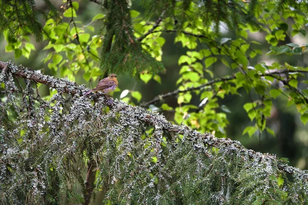Robin Fir Branch Moss Lichen Songbird Red Orange Breast Nature — Stockfoto
