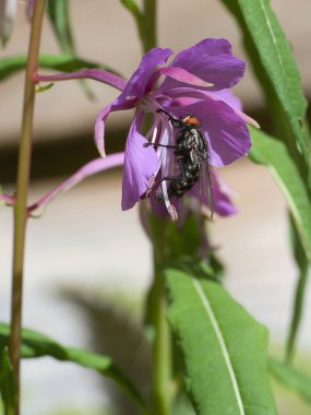 Beslenirken alınmış bir buket çiçeğin içinde et sineği. Pembe çiçekler ve yeşil yapraklar. Siyah ve gri saçlı kıllı bacaklar. Böcekleri beslemek. Bir sineğin makro çekimi