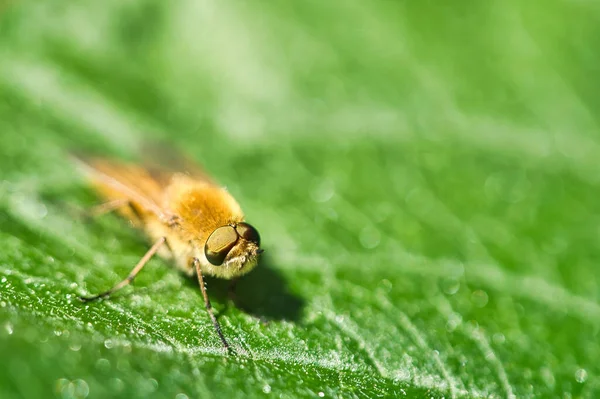 Hair rings fly on a green leaf. Sunshine on the insect. Macro shot of small animals