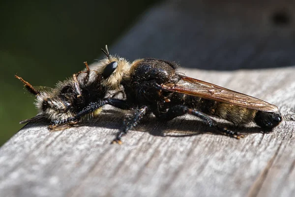 Yellow Murder Fly Yellow Robber Fly Bumblebee Prey Insect Sucked — Stock Photo, Image