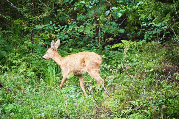 Deer Clearing Front Forest Looking Viewer Wildlife Observed Sweden Recording — ストック写真