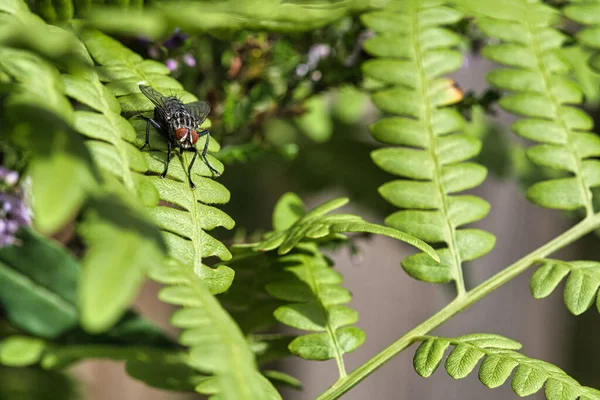 Fleisch Fliegt Auf Einem Grünen Blatt Mit Licht Und Schatten — Stockfoto