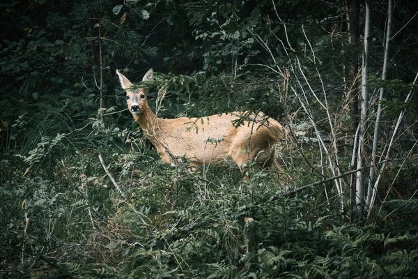 Deer Clearing Front Forest Looking Viewer Wildlife Observed Sweden Recording — Stockfoto