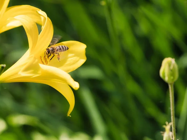 Honey bee collecting nectar in flight on a yellow lily flower. Busy insect. Dynamically moving wings. Honey is harvested by bees. Animal photo from nature