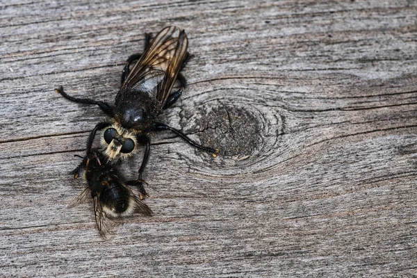 Yellow Murder Fly Yellow Robber Fly Bumblebee Prey Insect Sucked — Fotografia de Stock