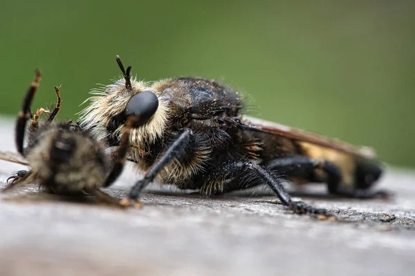 Yellow Murder Fly Yellow Robber Fly Bumblebee Prey Insect Sucked — Foto Stock