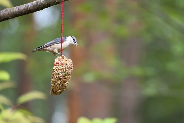 Nuthatch Наблюдается Кормушки Сердца Кормления Лесу Маленькая Серая Белая Птица — стоковое фото