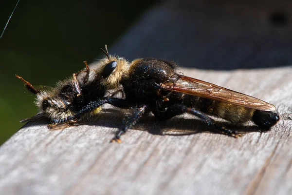 Yellow Murder Fly Yellow Robber Fly Bumblebee Prey Insect Sucked — Stock Photo, Image