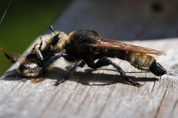 Yellow Murder Fly Yellow Robber Fly Bumblebee Prey Insect Sucked — Foto Stock