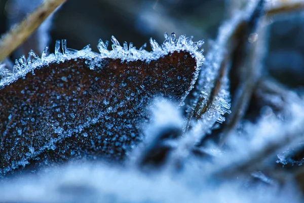 Κρύσταλλοι Πάγου Φύλλα Ξαπλωμένα Στο Έδαφος Κοντινό Πλάνο Παγωμένου Νερού — Φωτογραφία Αρχείου