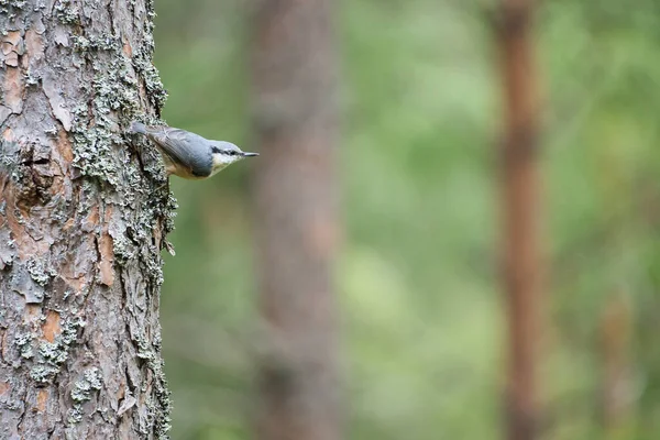 Nuthatch Tronco Árbol Buscando Comida Pájaro Pequeño Gris Blanco Foto —  Fotos de Stock