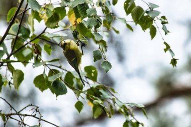 Great tit hanging in branches with green leaves while foraging. Wildlife. Animal shot of a bird from nature
