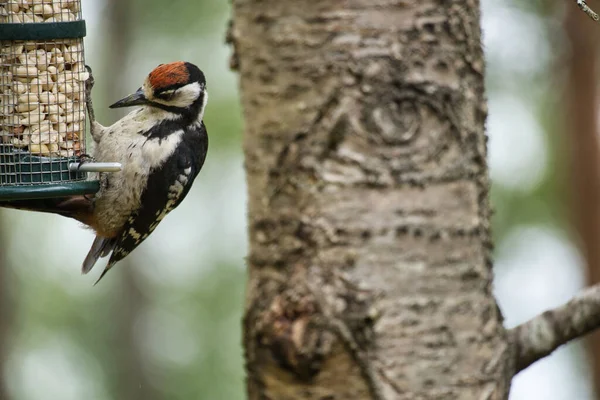 Buntspecht Auf Futtersuche Wald Auf Einem Baum Mit Verschwommenem Hintergrund — Stockfoto