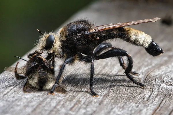 Yellow Murder Fly Yellow Robber Fly Bumblebee Prey Insect Sucked — Stock Photo, Image