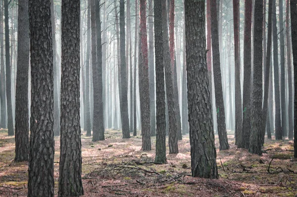 Lumière Soleil Tombant Travers Une Forêt Pins Arbres Mousse Sur — Photo