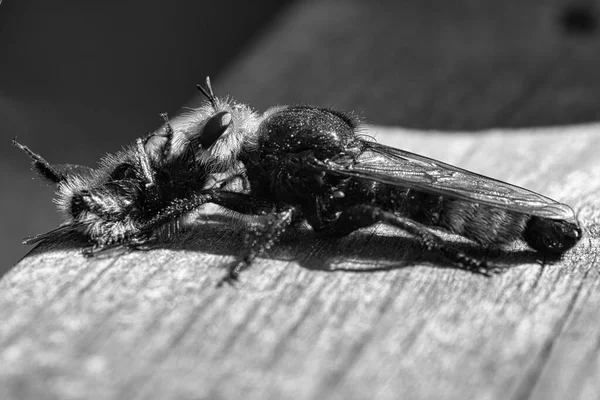 Yellow Murder Fly Yellow Robber Fly Black White Image Bumblebee — Stock Photo, Image