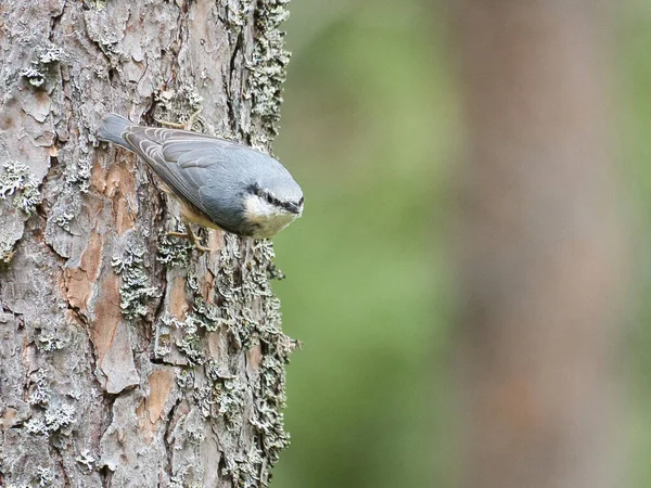 Nuthatch Tree Trunk Looking Food Small Gray White Bird Animal — Stock Photo, Image