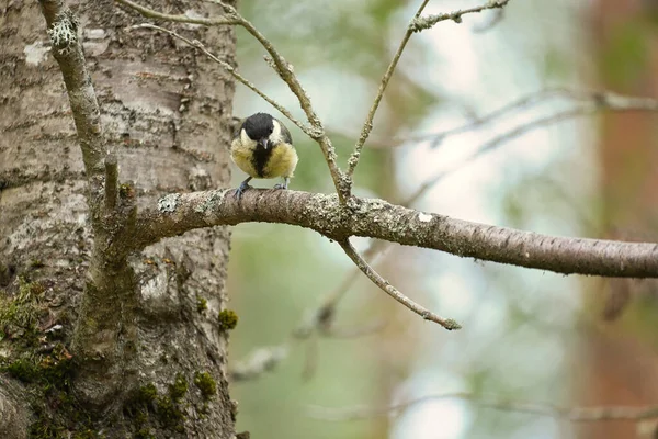 Great Tit Sitting Tree Branch Wild Animal Foraging Food Animal — Zdjęcie stockowe