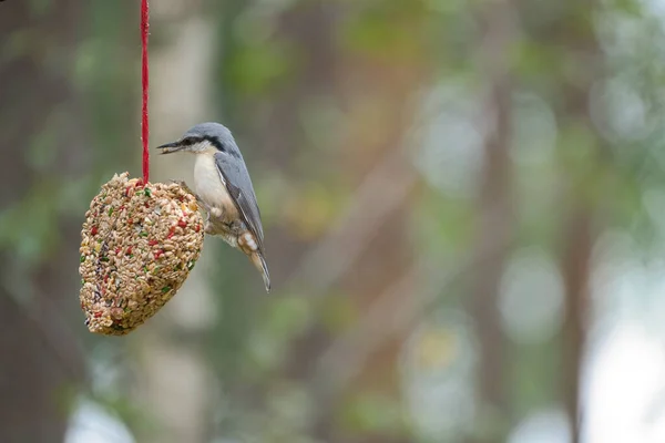 Nuthatch Observado Coração Alimentador Alimentando Floresta Pequeno Pássaro Cinza Branco — Fotografia de Stock