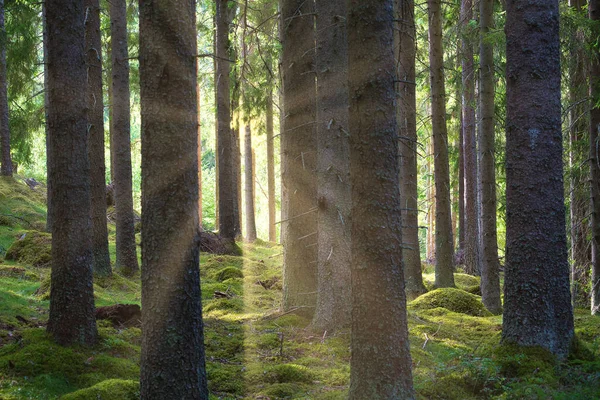 Luz Solar Caindo Através Uma Floresta Pinheiros Árvores Musgo Chão — Fotografia de Stock