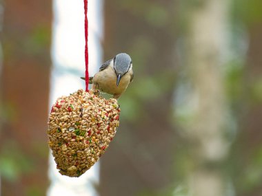 Nuthatch, ormanda beslenen besleyici bir kalple gözlendi. Küçük gri ve beyaz kuş. Doğadan hayvan fotoğrafı.