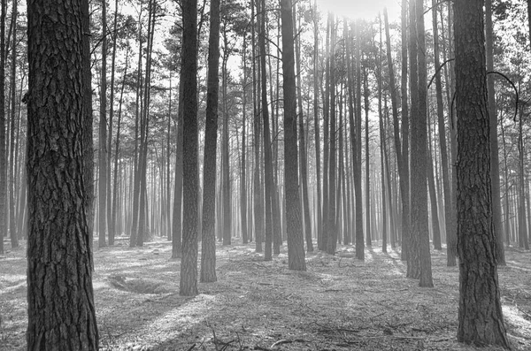 Luz Solar Caindo Através Uma Floresta Pinheiros Árvores Musgo Chão — Fotografia de Stock