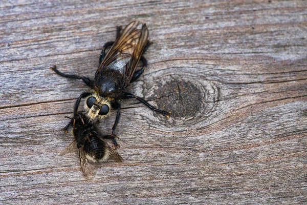 Yellow Murder Fly Yellow Robber Fly Bumblebee Prey Insect Sucked — Fotografia de Stock