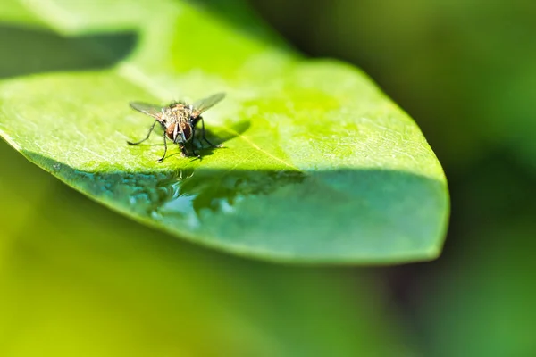 緑の葉に光と影で新鮮なフライ 黒とグレーの毛深い足 昆虫の餌だ ハエのマクロショット — ストック写真