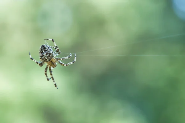 交叉蜘蛛爬在蜘蛛丝上 万圣节恐惧 模糊的背景 昆虫中有用的猎手 Arachnid 野外的动物照片 — 图库照片