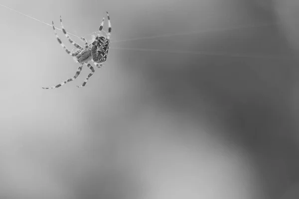 Cross Spider Shot Black White Crawling Spider Thread Halloween Fright — Stock Photo, Image