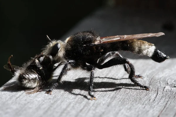 Yellow Murder Fly Yellow Robber Fly Bumblebee Prey Insect Sucked — Foto Stock