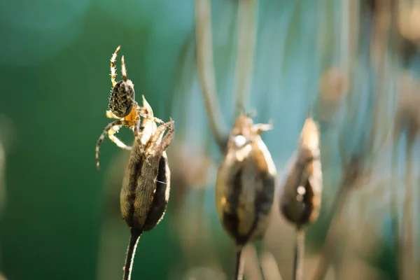 Araña Cruzada Arrastrándose Hilo Araña Una Planta Fondo Borroso Cazador — Foto de Stock