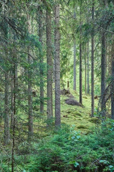 Zonlicht Valt Door Een Bos Van Pijnbomen Bomen Mos Bosbodem — Stockfoto