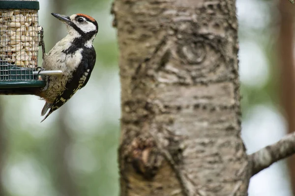 Gran Pájaro Carpintero Moteado Alimentándose Bosque Sobre Árbol Con Fondo — Foto de Stock
