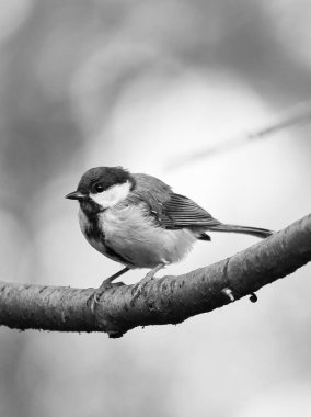 Great tit sitting in tree on a branch. Wild animal foraging for food. Animal shot of a bird from nature