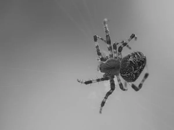 Araña Cruzada Disparada Blanco Negro Una Tela Araña Acechando Por —  Fotos de Stock