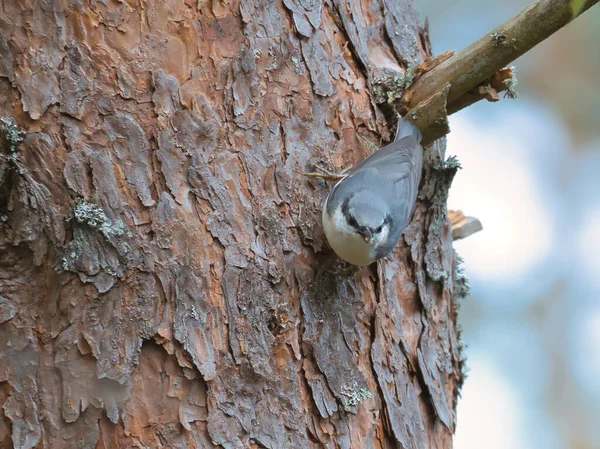 Nuthatch Num Tronco Árvore Procura Comida Pequeno Pássaro Cinza Branco — Fotografia de Stock