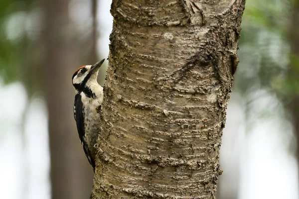 Gran Pájaro Carpintero Moteado Alimentándose Bosque Sobre Árbol Con Fondo —  Fotos de Stock