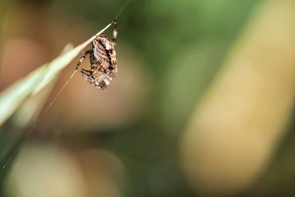 Araña Cruzada Acurrucada Presa Una Brizna Hierba Cazador Útil Entre — Foto de Stock