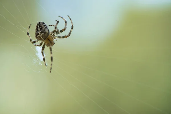 Araña Cruzada Una Tela Araña Acechando Por Presa Fondo Borroso — Foto de Stock