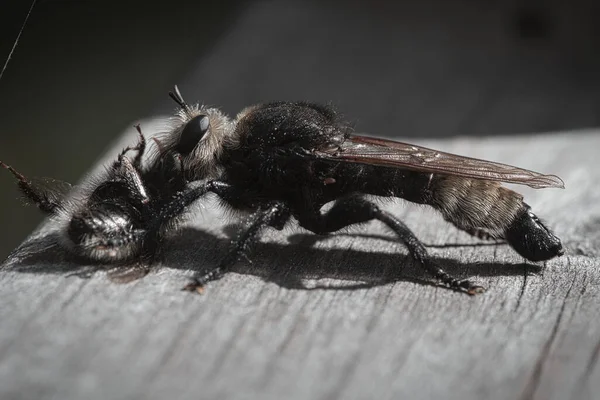 Yellow Murder Fly Yellow Robber Fly Bumblebee Prey Insect Sucked — Foto Stock