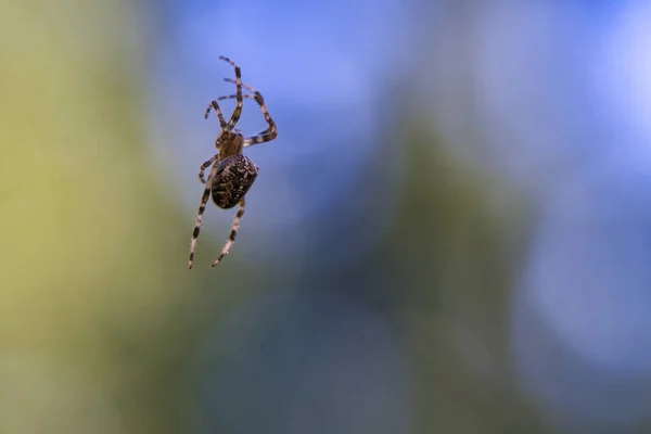 交叉蜘蛛爬在蜘蛛丝上 模糊的背景 昆虫中有用的猎手 Arachnid 野外的动物照片 — 图库照片