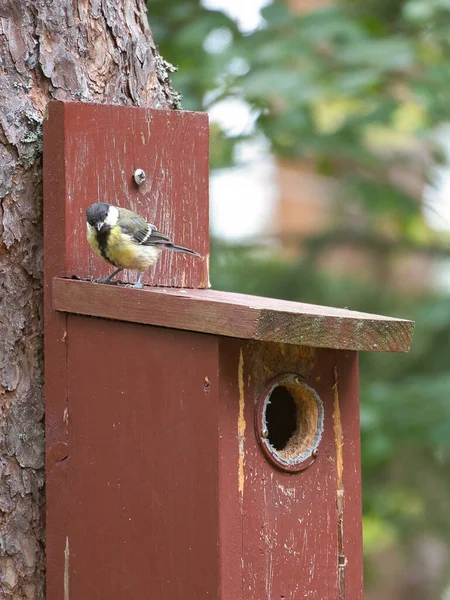 Great Tit Red Bird House Animal Shot Songbird Nature Animal — Foto de Stock