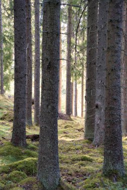 Çam ağaçlarının arasından düşen güneş ışığı. Ağaçlar ve yosunlar orman zemininde. Romantik, efsanevi doğa havası. Ormandan çekilen doğa görüntüleri.