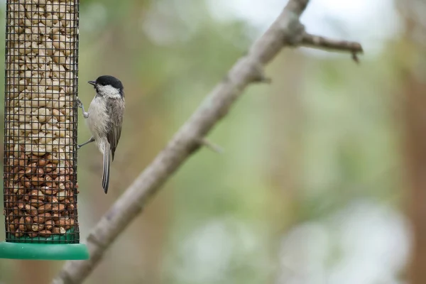 Great Tit Sitting Tree Branch Wild Animal Foraging Food Animal — Foto de Stock