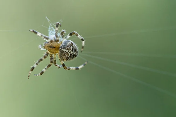 Traversez Araignée Dans Une Toile Araignée Recherche Proies Fond Flou — Photo