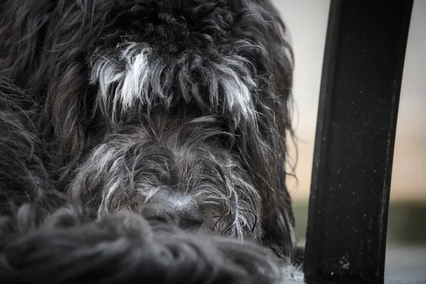 Goldendoodle Couché Sur Une Terrasse Bois Chien Hybride Enroulé Fourrure — Photo