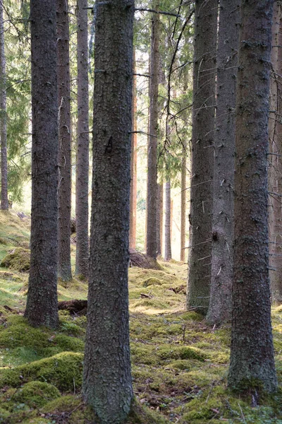 Sunlight falling through a forest of pine trees. Trees and moss on the forest floor. Romantic, mythical nature mood. Nature shot from the forest